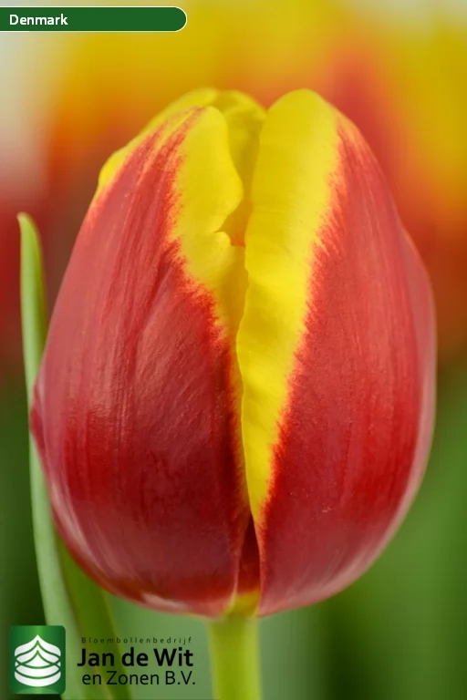 Тюльпан ‘Denmark R’